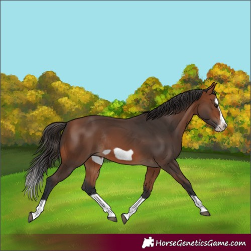 Horse Color:Bay Splash Frame Rabicano 