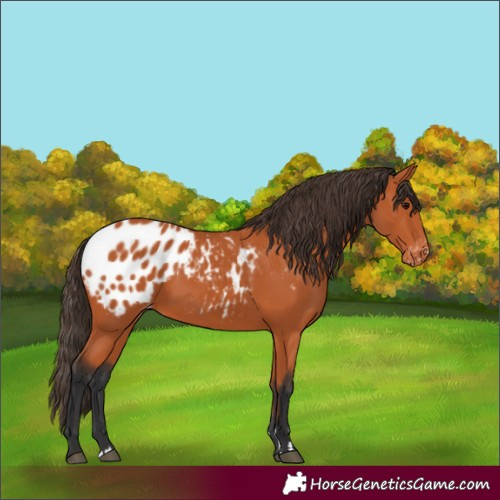 Horse Color:Bay Appaloosa 