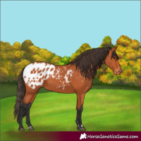 Horse Color:Bay Appaloosa 