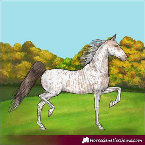 Horse Color:Amber Champagne Sabino Tobiano Appaloosa  and Amber Champagne Sabino Tobiano Frame Appaloosa 