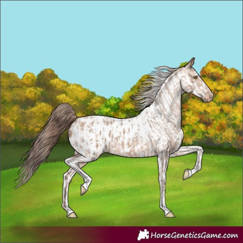 Horse Color:Amber Champagne Sabino Tobiano Appaloosa and Amber Champagne Sabino Tobiano Frame Appaloosa