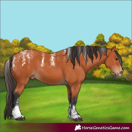 Horse Color:Powder White Bay 