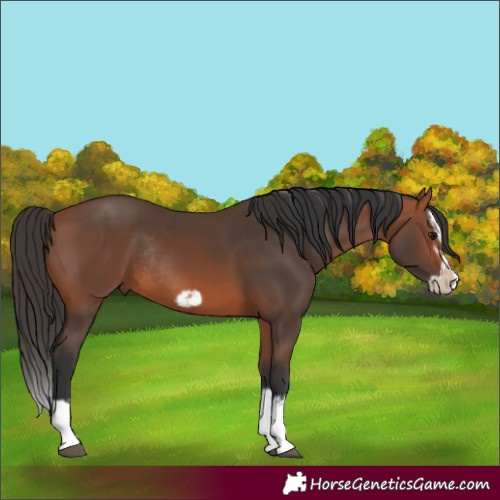 Horse Color:Bay Splash Frame Rabicano  and Bay Splash Frame Rabicano 