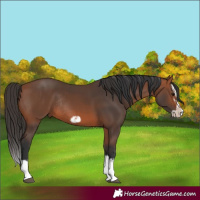 Horse Color:Bay Splash Frame Rabicano  and Bay Splash Frame Rabicano 