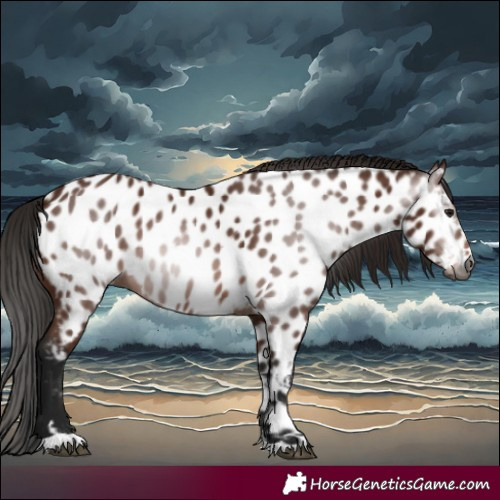 Horse Color:Gray Bay Appaloosa