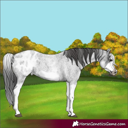 Horse Color:White Spotted Blue Roan Splash Frame Appaloosa