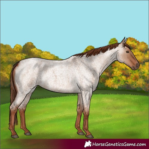Horse Color:Red Dun Roan 