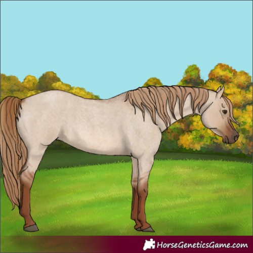 Horse Color:Red Dun Roan