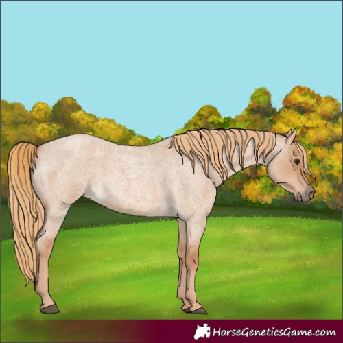 Horse Color:Red Dun Roan 