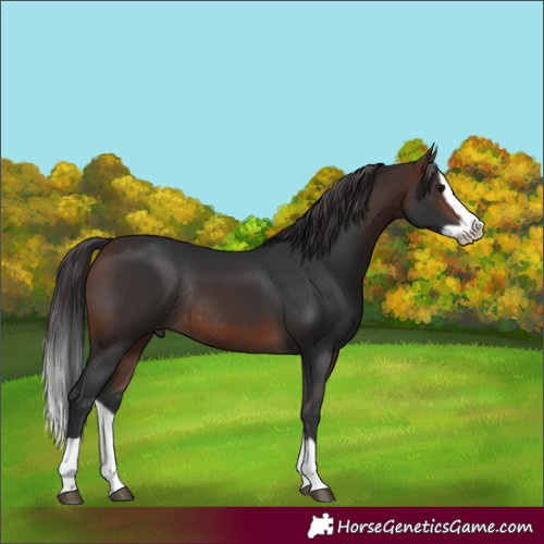 Horse Color:Brown Splash Frame Rabicano