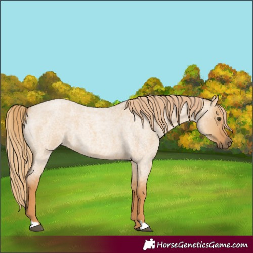 Horse Color:Red Dun Roan 