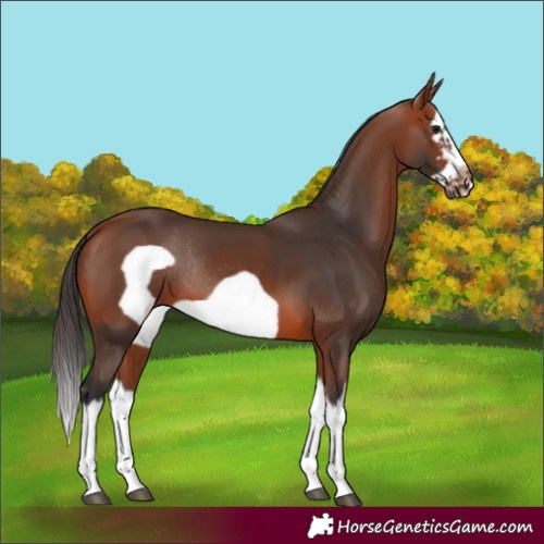 Horse Color:Bay Splash Frame Rabicano