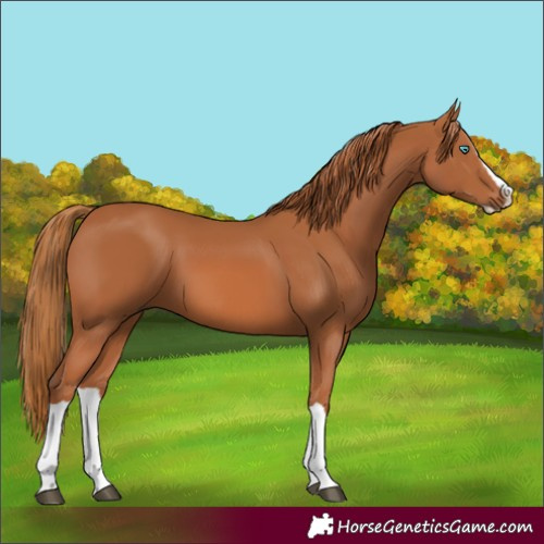 Horse Color:Chestnut Splash 