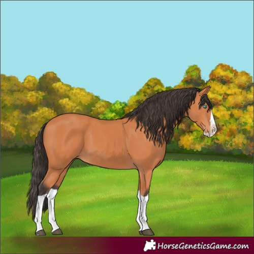 Horse Color:Bay Splash 