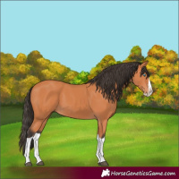 Horse Color:Bay Splash 