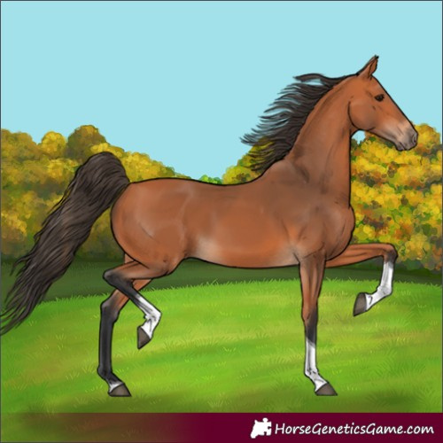 Horse Color:Unknown 
