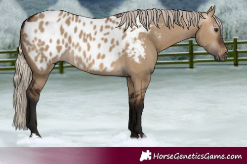 Horse Color:Gray Silver Brown Dun Blanket 
