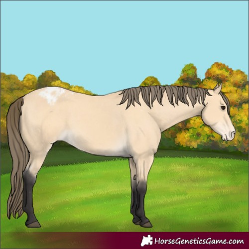 Horse Color:Buckskin Varnish 