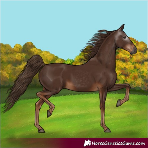 Horse Color:Gray Chestnut 