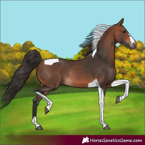 Horse Color:Unknown 