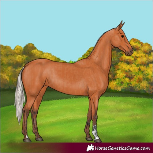 Horse Color:Bay and Silver Bay
