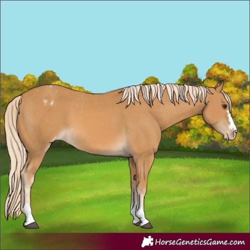 Horse Color:Palomino Blanket 