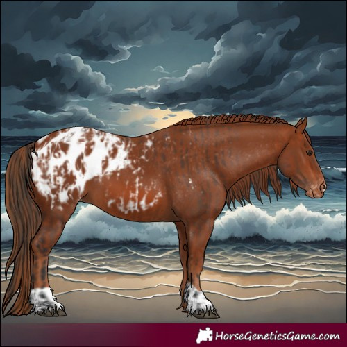 Horse Color:Bay Blanket and Chestnut Blanket