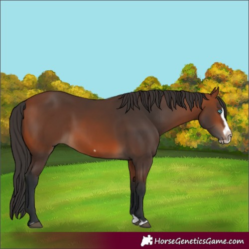 Horse Color:Bay Splash Frame Rabicano 