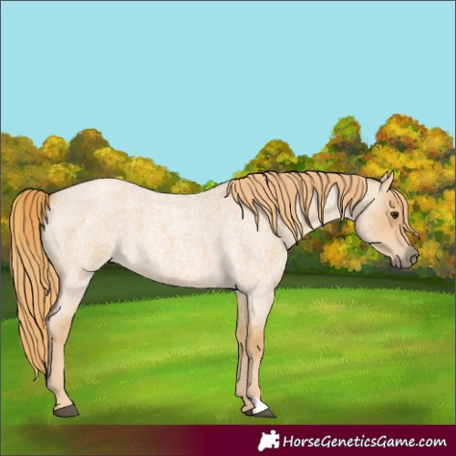 Horse Color:Red Dun Roan 