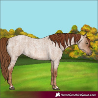 Horse Color:Red Dun Roan  and Red Dun Roan 