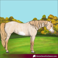 Horse Color:Red Dun Roan Frame