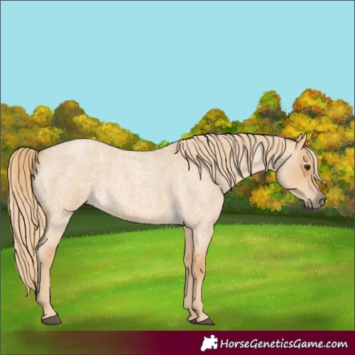 Horse Color:Red Dun Roan 