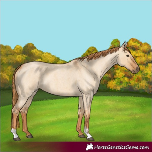 Horse Color:Red Dun Roan  and Red Dun Roan 
