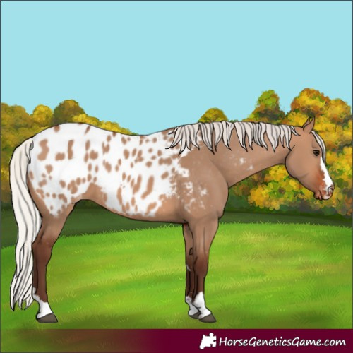 Horse Color:Silver Brown Dun Blanket 