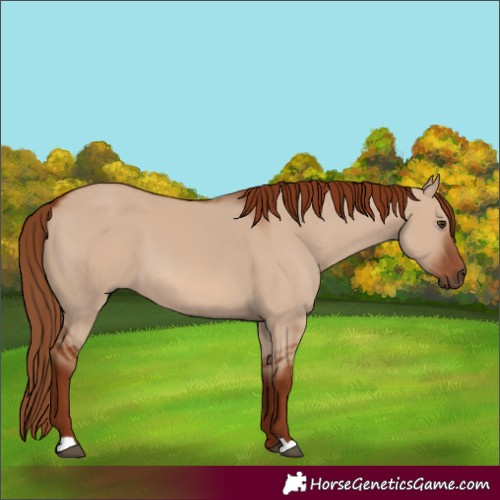 Horse Color:Red Dun