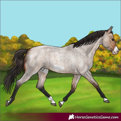 Horse Color:Bay Roan Dun Splash Frame Rabicano 