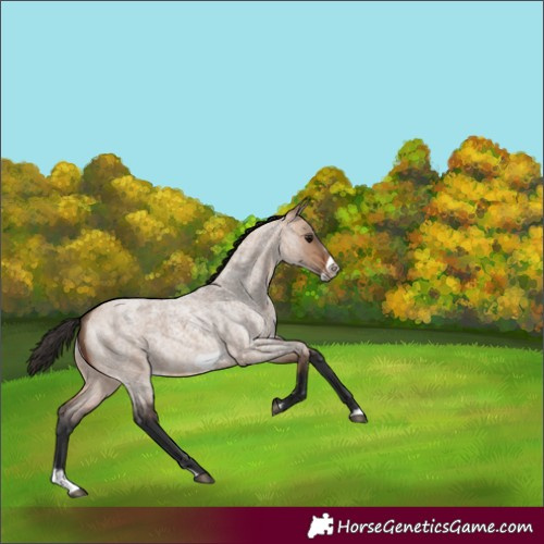 Horse Color:Bay Roan Dun Splash Frame Rabicano 