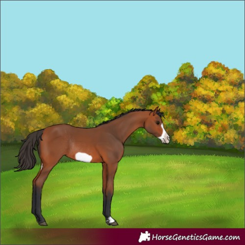 Horse Color:Bay Frame Rabicano 