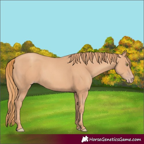 Horse Color:Gold Champagne