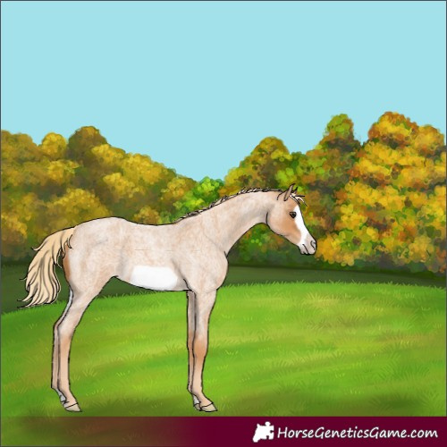 Horse Color:Red Roan Frame