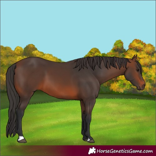 Horse Color:Brown 