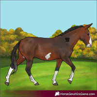 Horse Color:Bay Splash Frame Rabicano 