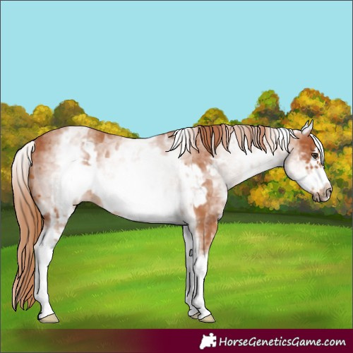 Horse Color:White Spotted Chestnut Frame and White Spotted Chestnut Frame