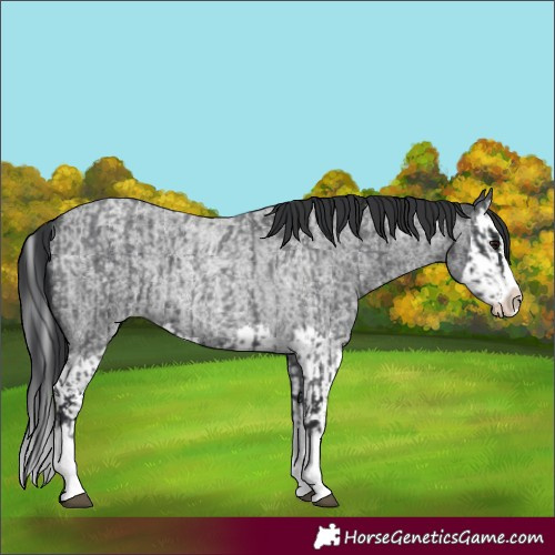 Horse Color:Blue Roan Splash and Blue Roan Splash