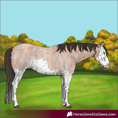 Horse Color:Blue Roan Splash and Bay Roan Splash