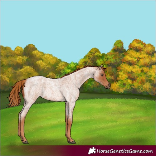 Horse Color:Red Roan