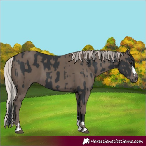 Horse Color:Black  and Silver Black 