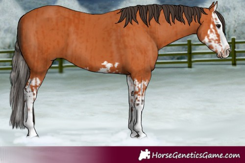 Horse Color:Bay  and Bay Splash 