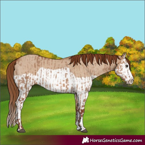 Horse Color:Red Dun Splash  and Red Dun Splash 