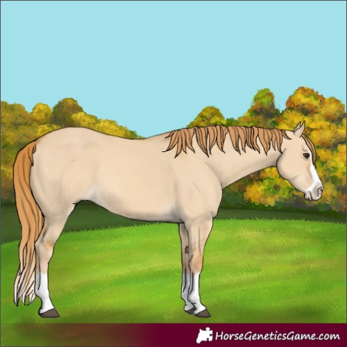 Horse Color:Red Dun Splash 